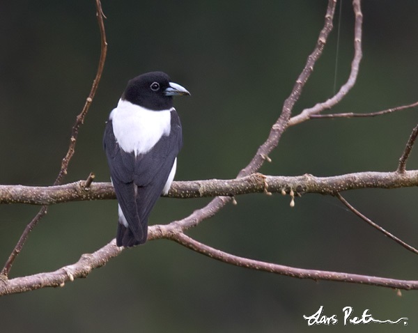 White-backed Woodswallow